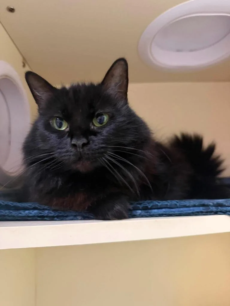 Salem thumbnail 2