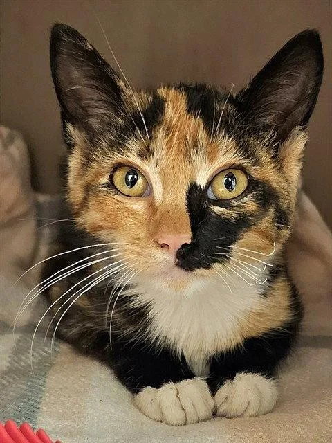 A baby medium-sized female Domestic Short Hair cat named Listen Linda for adoption in Clyde, NC