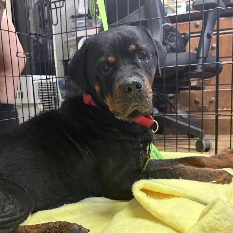 A young medium-sized female Bicolor Rottweiler dog named Meela for adoption in Columbia, SC