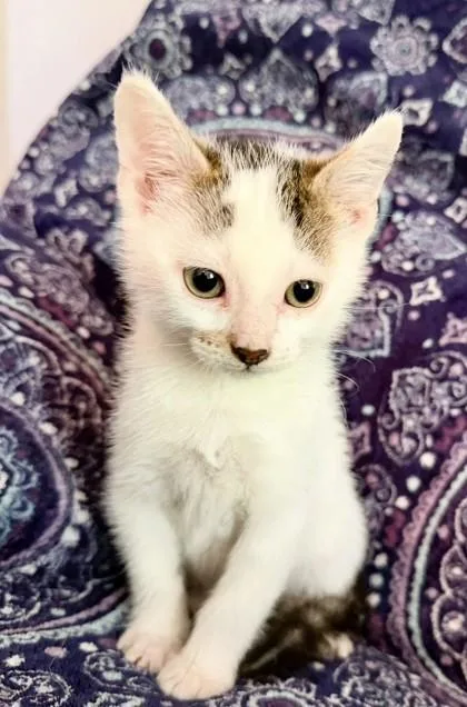 A baby small-sized male White Domestic Short Hair cat named Grumpy Bear for adoption in Kansas City, MO