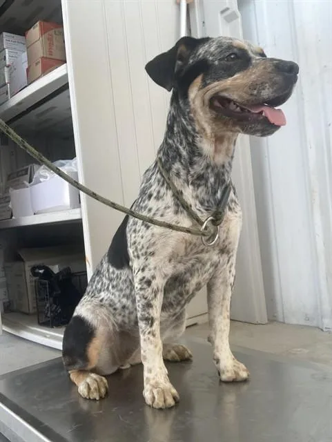 A young medium-sized female Australian Cattle Dog / Blue Heeler dog named Matilda for adoption in Bakersfield, CA