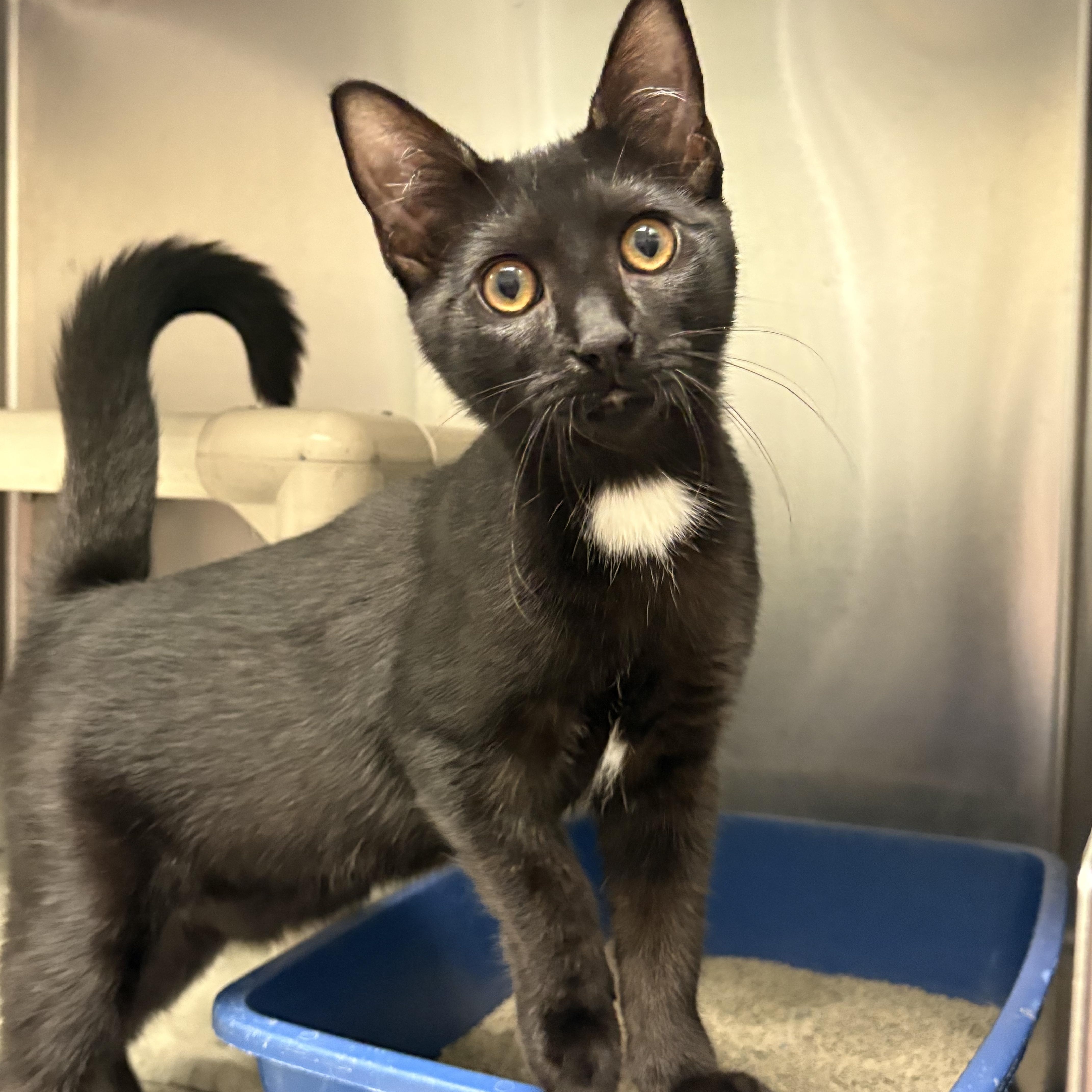 A baby medium-sized female Black & White / Tuxedo Domestic Short Hair cat named Amber for adoption in Wantagh, NY