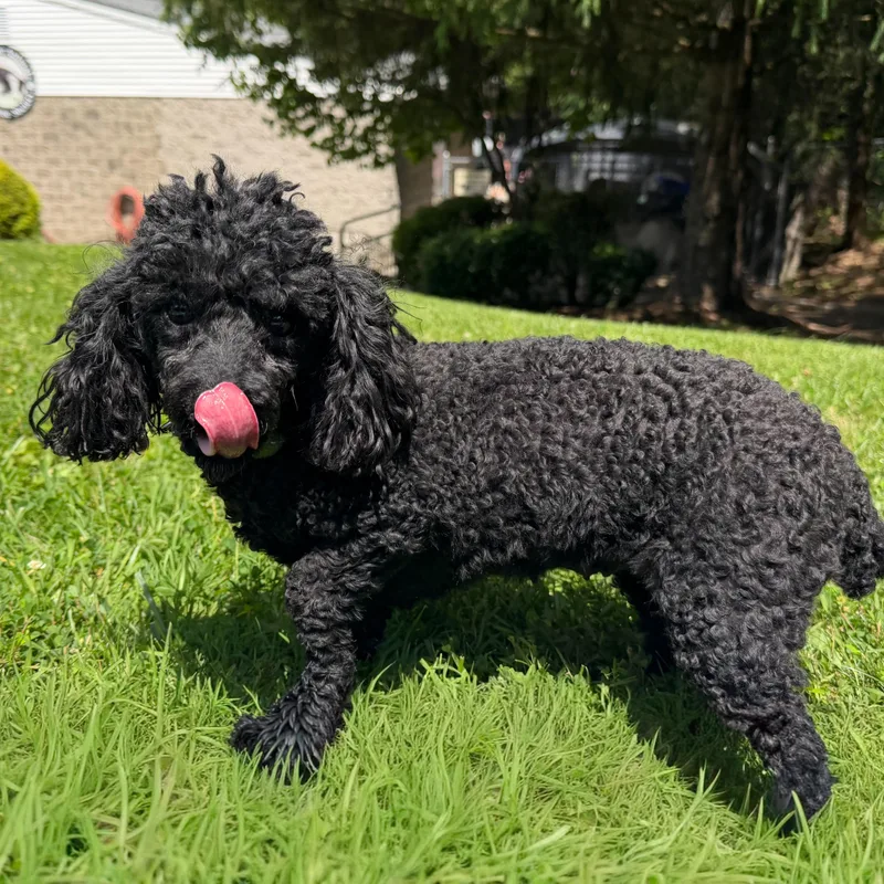 A young small-sized female Black Poodle dog named Tiana for adoption in Latrobe, PA