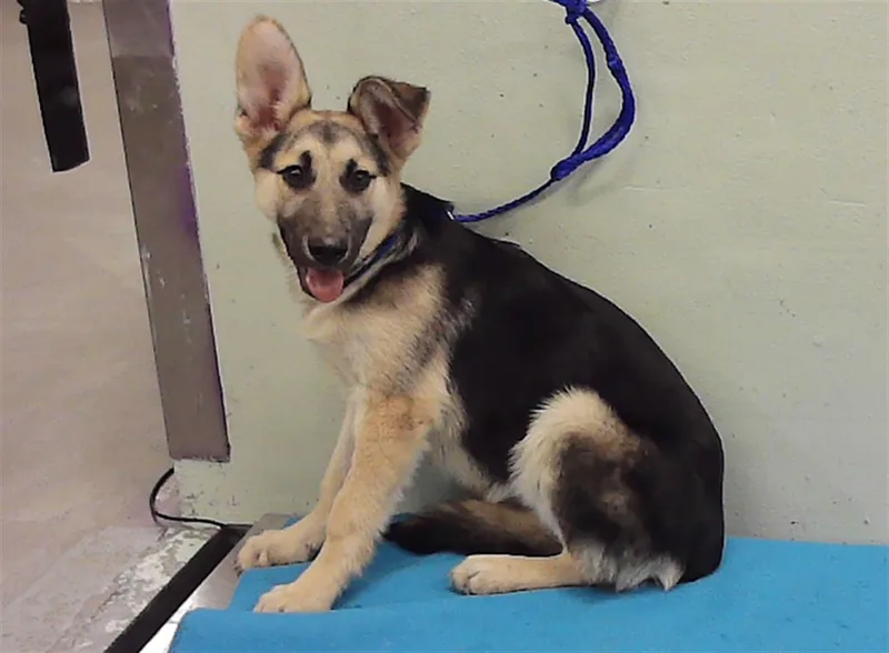 A young small-sized male German Shepherd Dog dog named Torro for adoption in Houston, TX