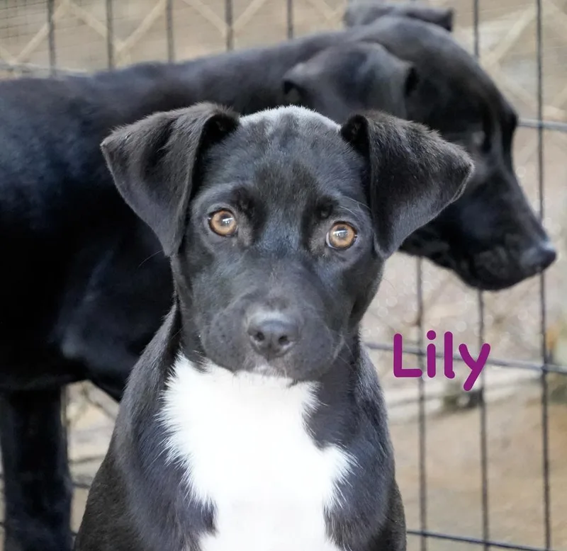 A baby small-sized female Tricolor (Brown, Black, & White) Labrador Retriever dog named Lily for adoption in Bonita, CA