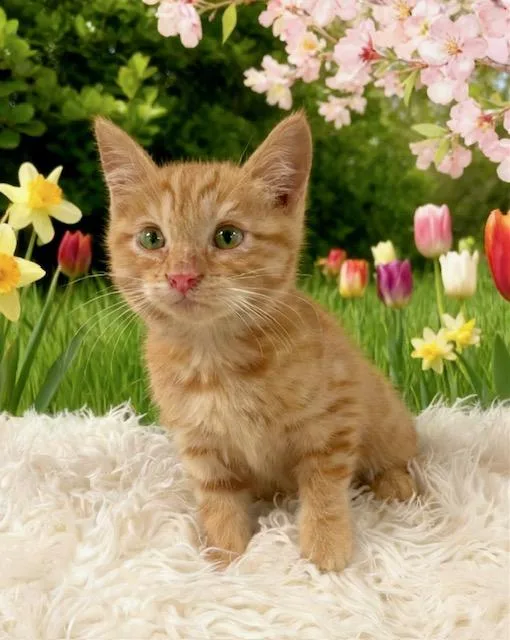 A baby small-sized female Domestic Medium Hair cat named Tara for adoption in Tehachapi, CA