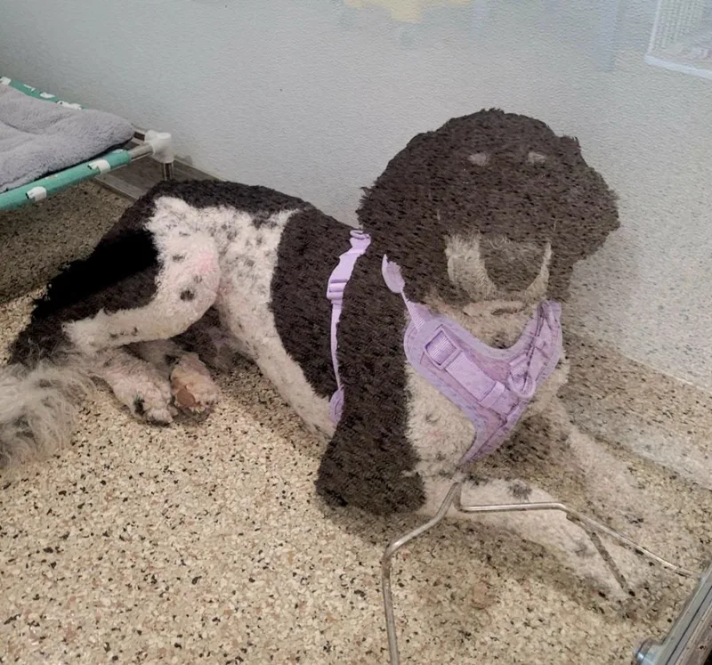 A young large-sized male Poodle dog named Grumpy for adoption in Grand Rapids, MN