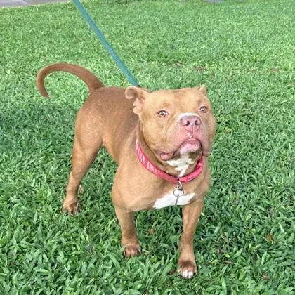An adult large-sized male Mixed Breed dog named Kit Kat for adoption in Honolulu, HI