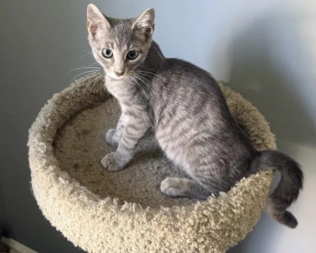 A young small-sized male Gray / Blue / Silver Domestic Short Hair cat named Astro Destroyer for adoption in Clarksville, TN
