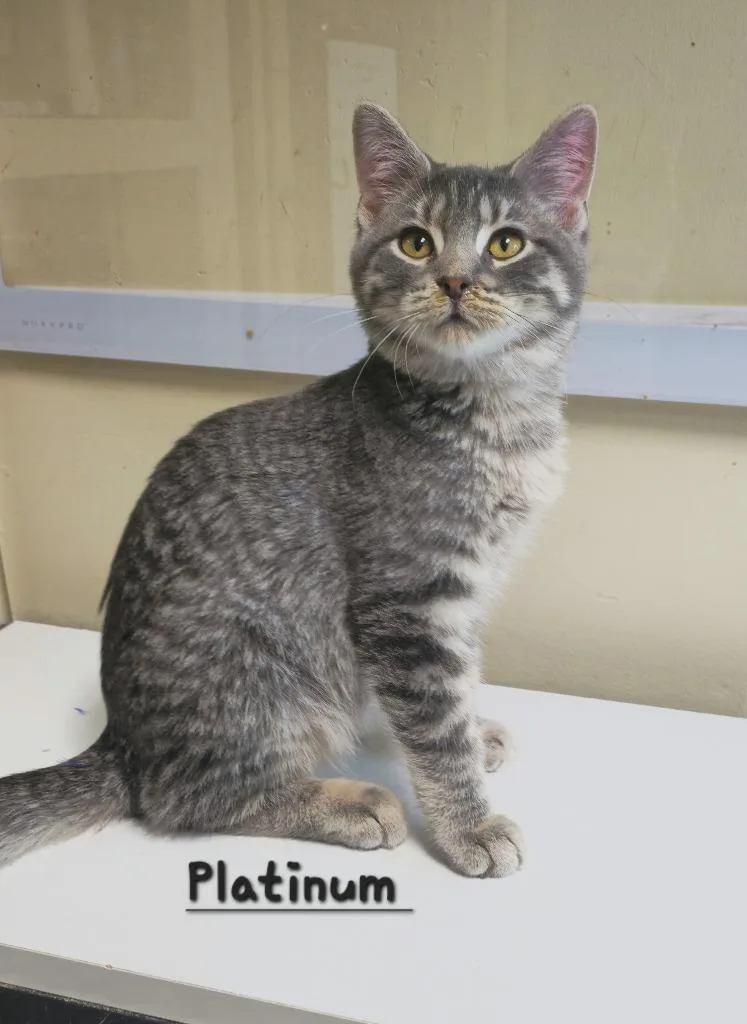 A baby medium-sized male Domestic Short Hair cat named Platinum for adoption in Cedar Rapids, IA