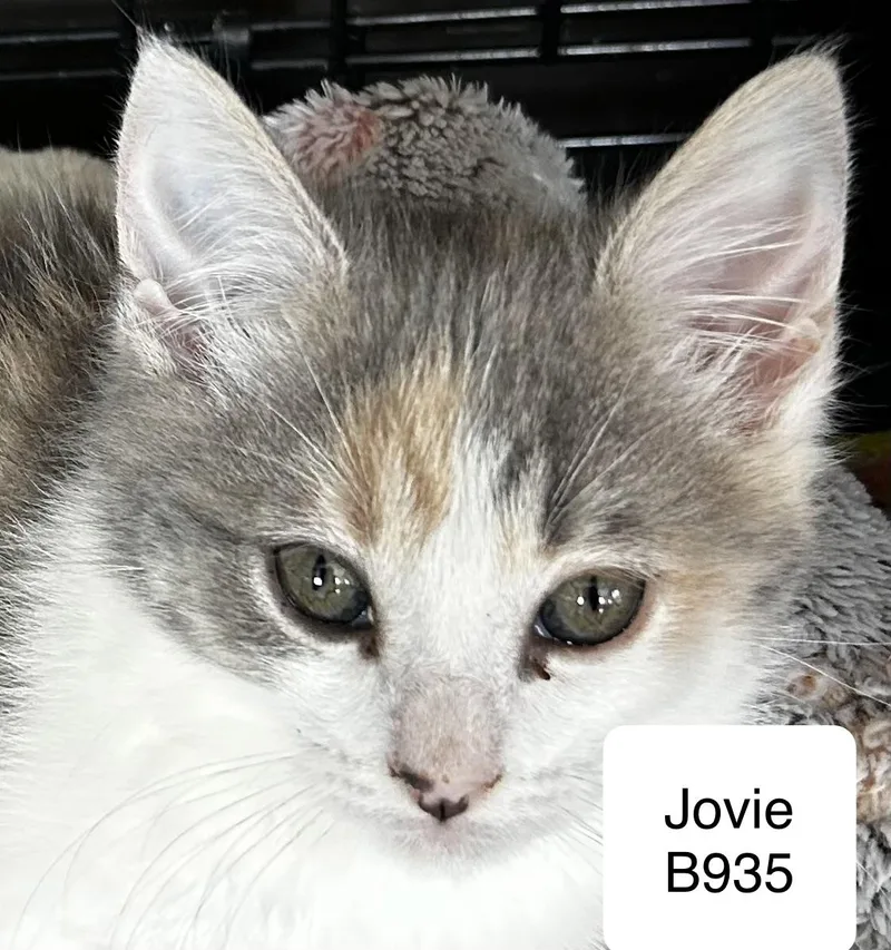 Jovie
