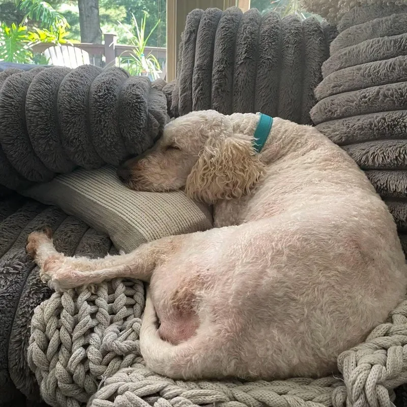 An adult medium-sized female White / Cream Standard Poodle dog named Cammie for adoption in Blue Springs, MO