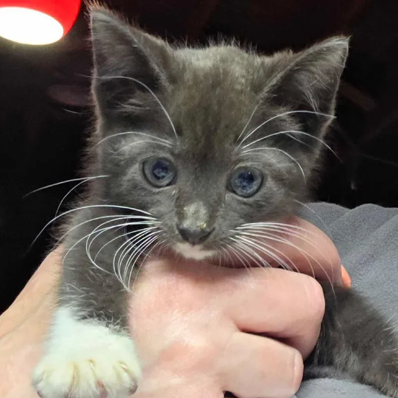 A baby small-sized female Gray / Blue / Silver Domestic Short Hair cat named Chiclet for adoption in Hanna City, IL