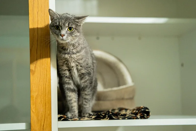 An adult medium-sized female Tabby (Gray / Blue / Silver) Domestic Short Hair cat named Jasmine for adoption in Dellslow, WV