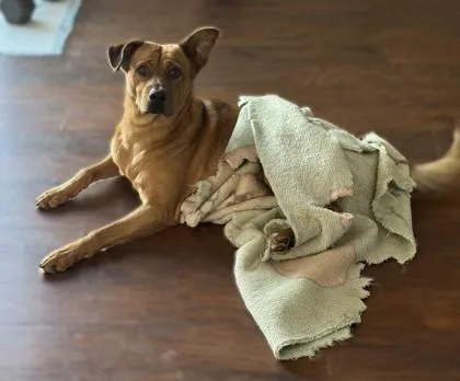 An adult large-sized male Mixed Breed dog named Mandu for adoption in Fairfax, VA