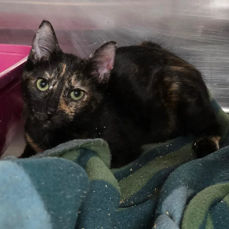A baby small-sized female Black Domestic Short Hair cat named Kimberly for adoption in Spokane, WA