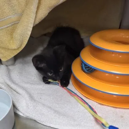 A baby small-sized female Domestic Short Hair cat named Solitaire for adoption in Westland, MI