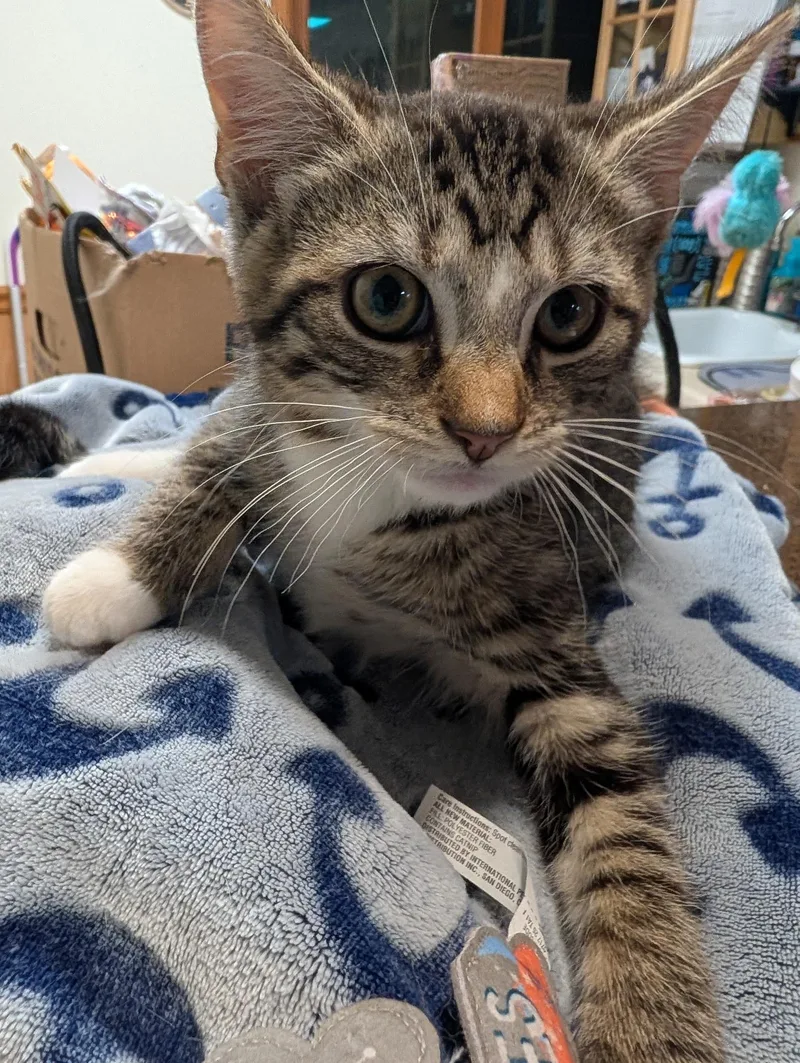 A young medium-sized male Tabby (Brown / Chocolate) Domestic Short Hair cat named Teddy for adoption in Allison Park, PA
