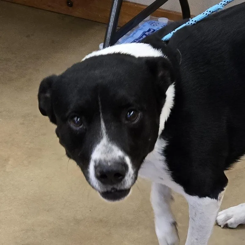 An adult large-sized male Black Mixed Breed dog named Doug for adoption in Wickenburg, AZ