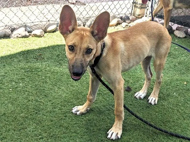 A baby large-sized male German Shepherd Dog dog named Hurley for adoption in Phoenix, AZ