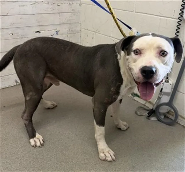 An adult large-sized male Pit Bull Terrier dog named Trapper for adoption in San Bernardino, CA