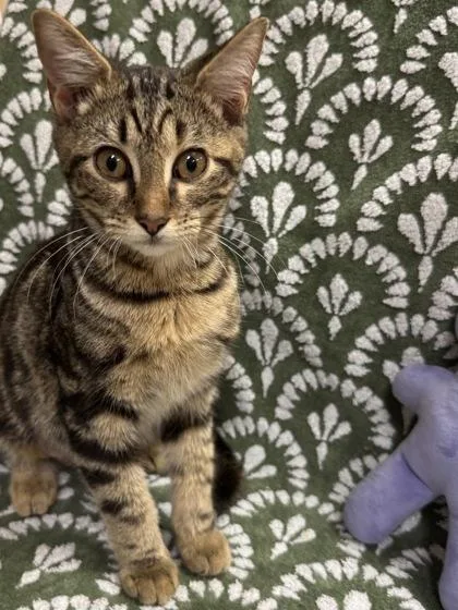A baby medium-sized female Domestic Short Hair cat named Robin $ for adoption in Seneca, SC
