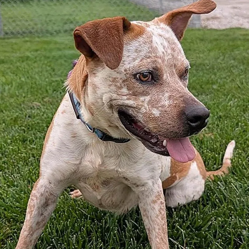 A young medium-sized female Red / Chestnut / Orange Australian Cattle Dog / Blue Heeler dog named Bindi for adoption in Aurora, NE