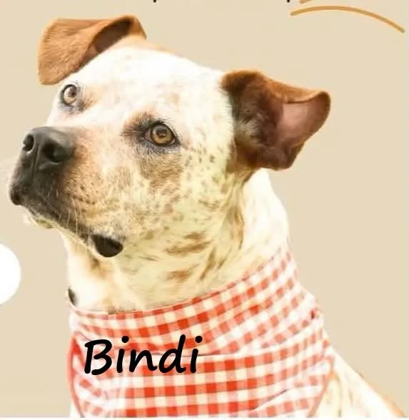 Bindi thumbnail 2