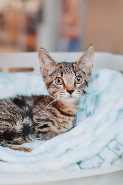 A young small-sized male Domestic Short Hair cat named a Tuna for adoption in North Charleston, SC