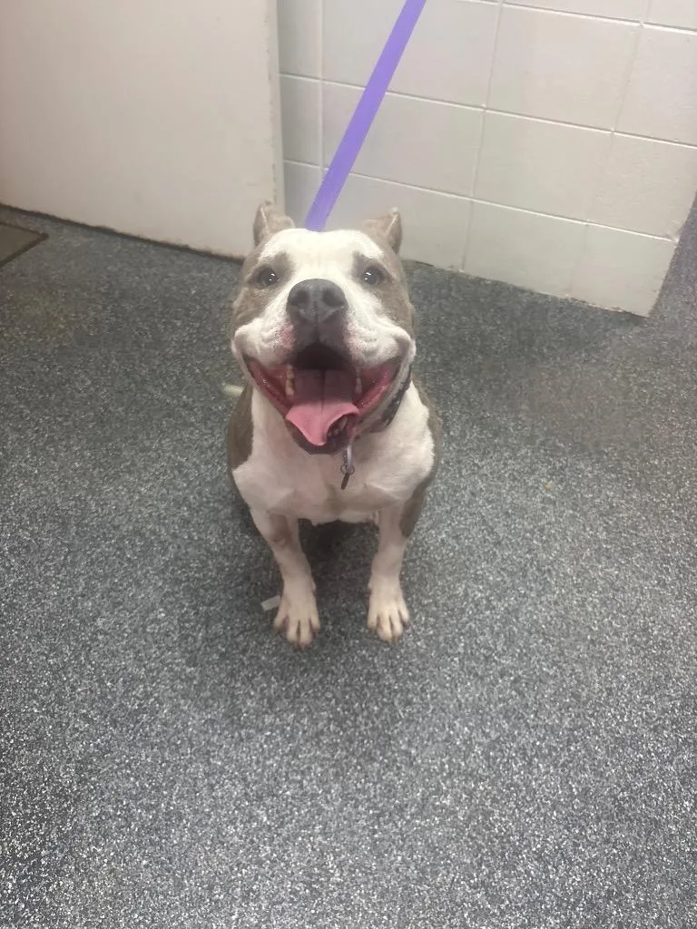 An adult medium-sized female Mixed Breed dog named D Delta for adoption in Tifton, GA
