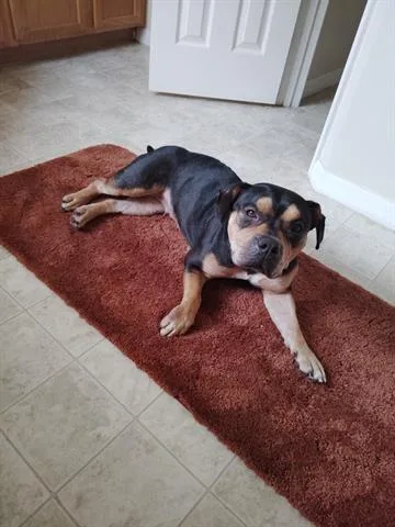 An adult medium-sized female Pit Bull Terrier dog named Susan for adoption in Orlando, FL