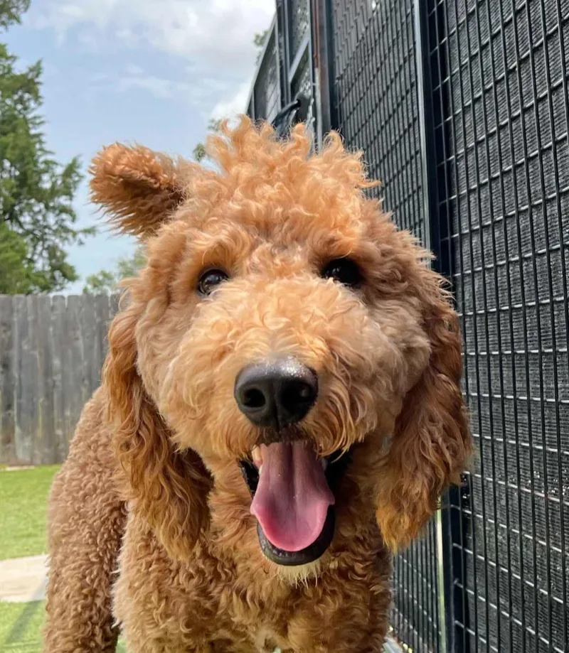 A young medium-sized male Red / Chestnut / Orange Goldendoodle dog named Gooseberry for adoption in Garland, TX