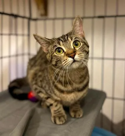 A young medium-sized female Domestic Short Hair cat named Chrysanthemum for adoption in Visalia, CA