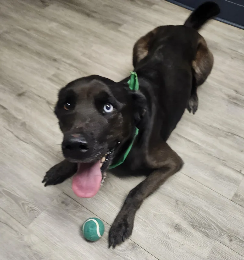 An adult large-sized male Black Labrador Retriever dog named Ghost for adoption in Mansfield, OH