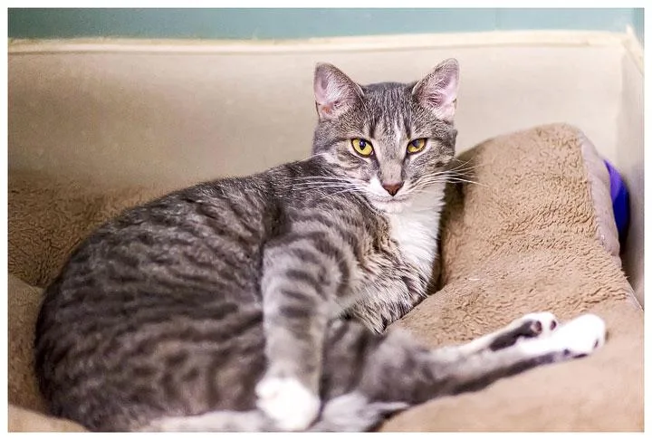 An adult medium-sized female Domestic Short Hair cat named Gonzo for adoption in Beacon, NY
