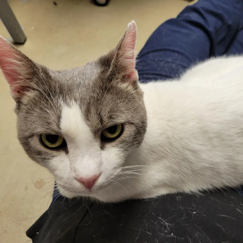 An adult large-sized male Domestic Short Hair cat named Sprout for adoption in New York, NY