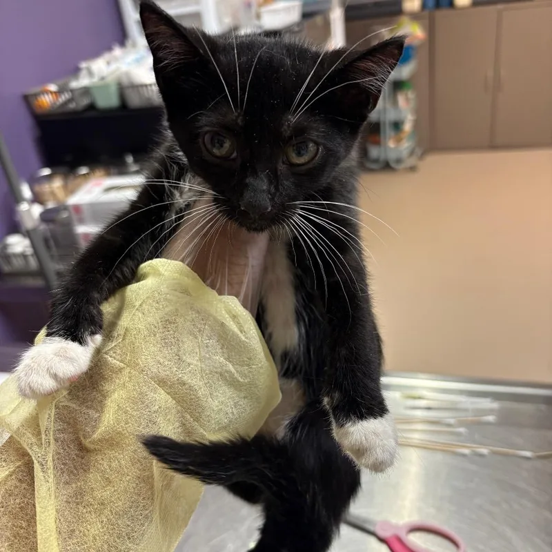 A baby small-sized female Domestic Short Hair cat named Aaliyah for adoption in Newark, NJ