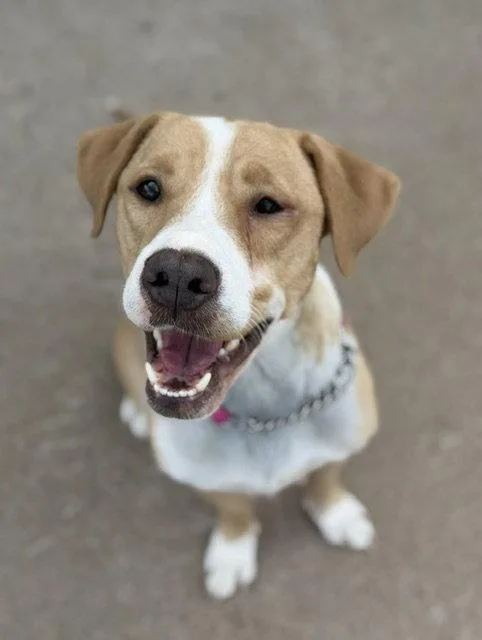 An adult large-sized female Mixed Breed dog named Mama Sota for adoption in Duluth, MN