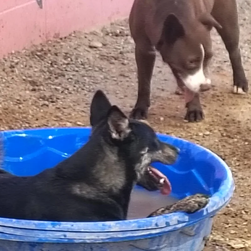A young medium-sized male German Shepherd Dog dog named Jake for adoption in Parker, AZ