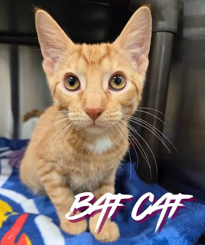 A baby medium-sized male Tabby (Orange / Red) Domestic Short Hair cat named Bat Cat for adoption in Nevada, IA