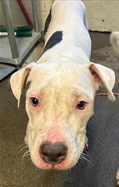 A young medium-sized male Pit Bull Terrier dog named Love Bug for adoption in Sacramento, CA