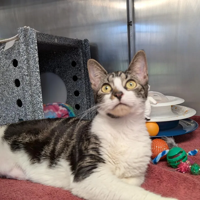 A young medium-sized female Brown / Chocolate Domestic Short Hair cat named Whisp for adoption in Birdsboro, PA