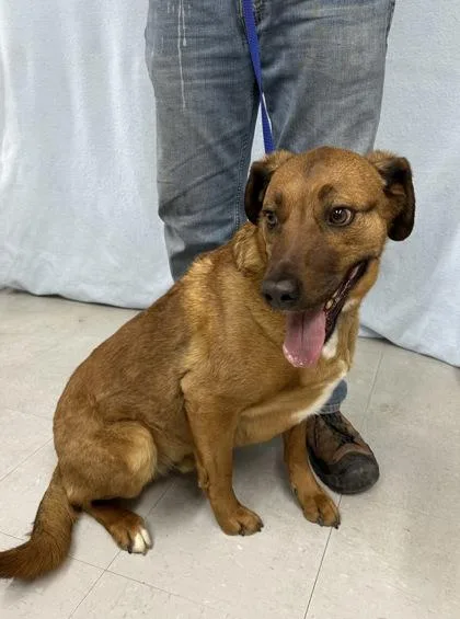 An adult large-sized male Labrador Retriever dog named Ruger for adoption in McCook, NE