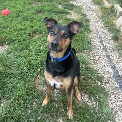 A senior medium-sized male Mixed Breed dog named Rocky for adoption in Dubuque, IA
