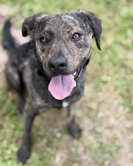 An adult medium-sized male Mixed Breed dog named Doodle Bob for adoption in Fort Walton Beach, FL