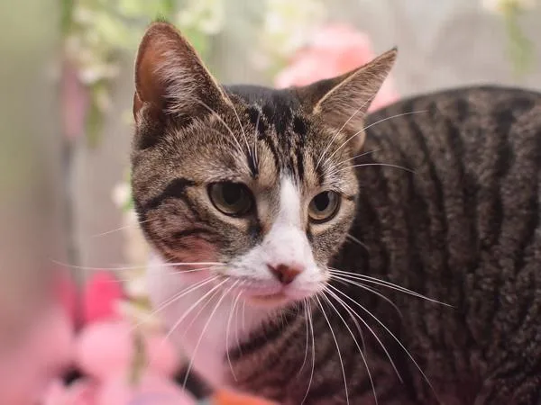 Cassandra thumbnail 2