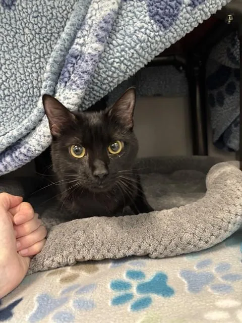 A young medium-sized male Domestic Short Hair cat named Coi for adoption in Kalamazoo, MI