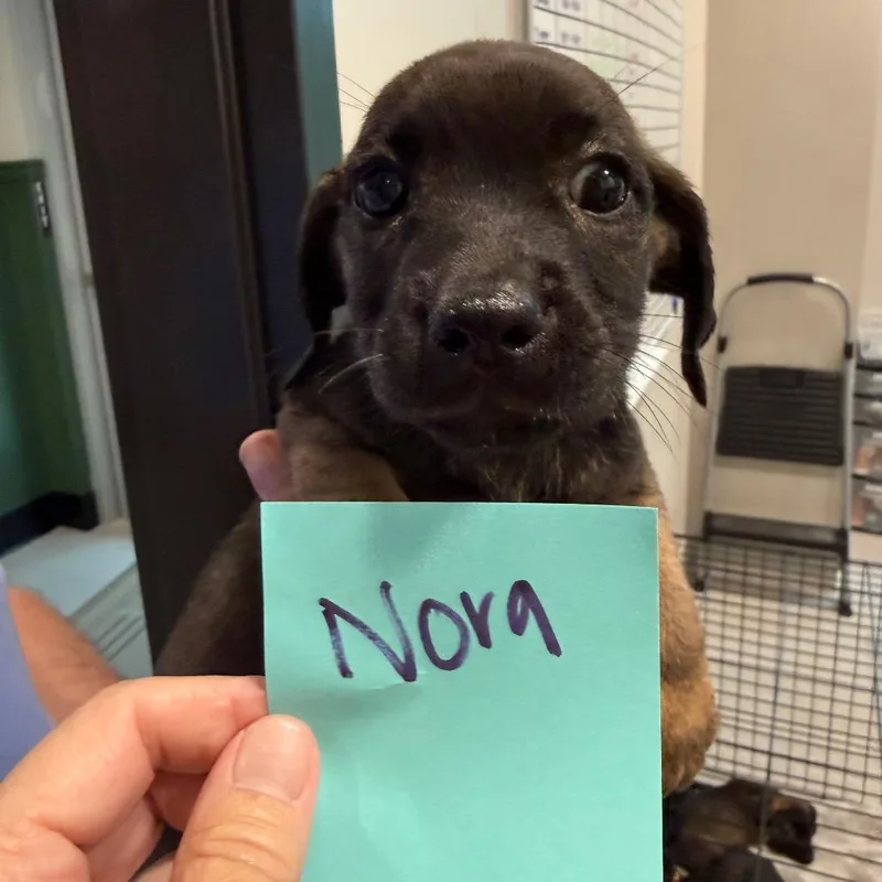 Nora