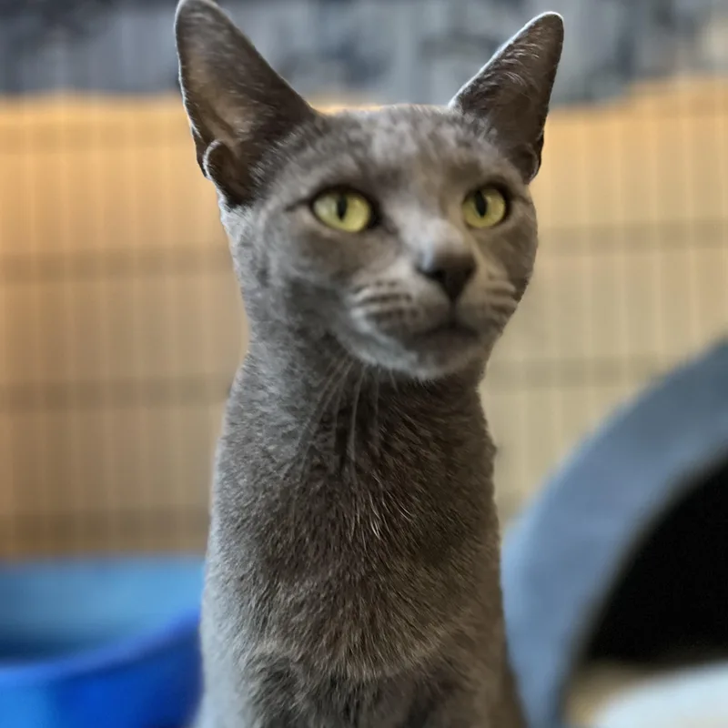 An adult medium-sized female Gray / Blue / Silver Domestic Short Hair cat named Sybil for adoption in Germansville, PA