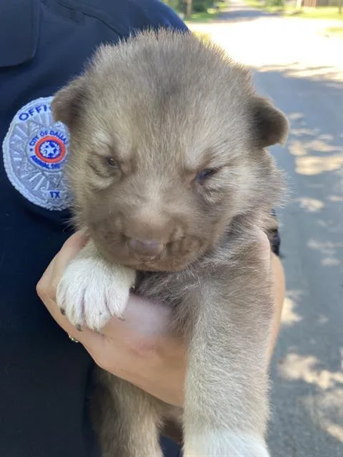 A baby medium-sized female Mixed Breed dog named Nylah for adoption in Dallas, TX